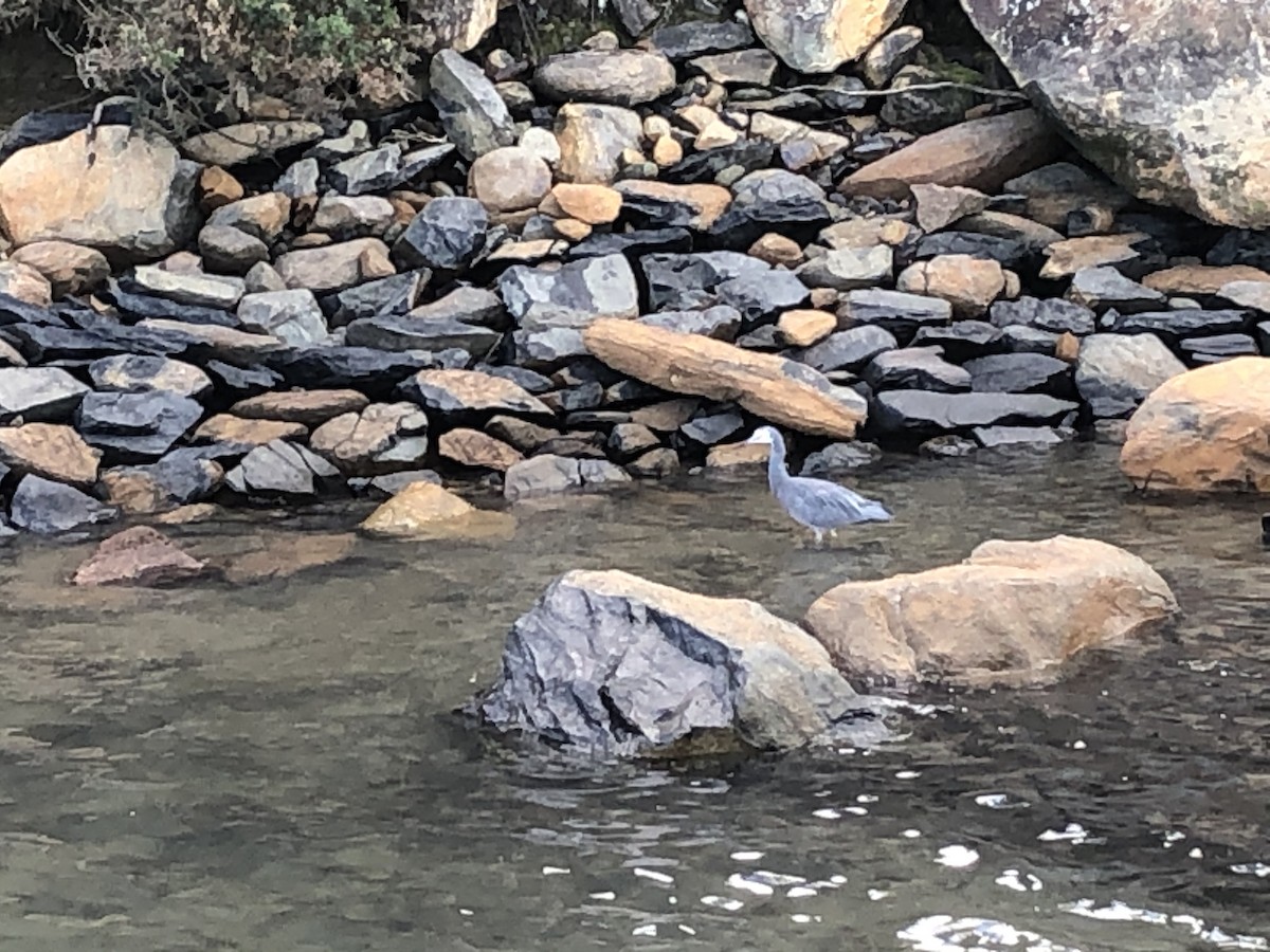 White-faced Heron - ML226698481