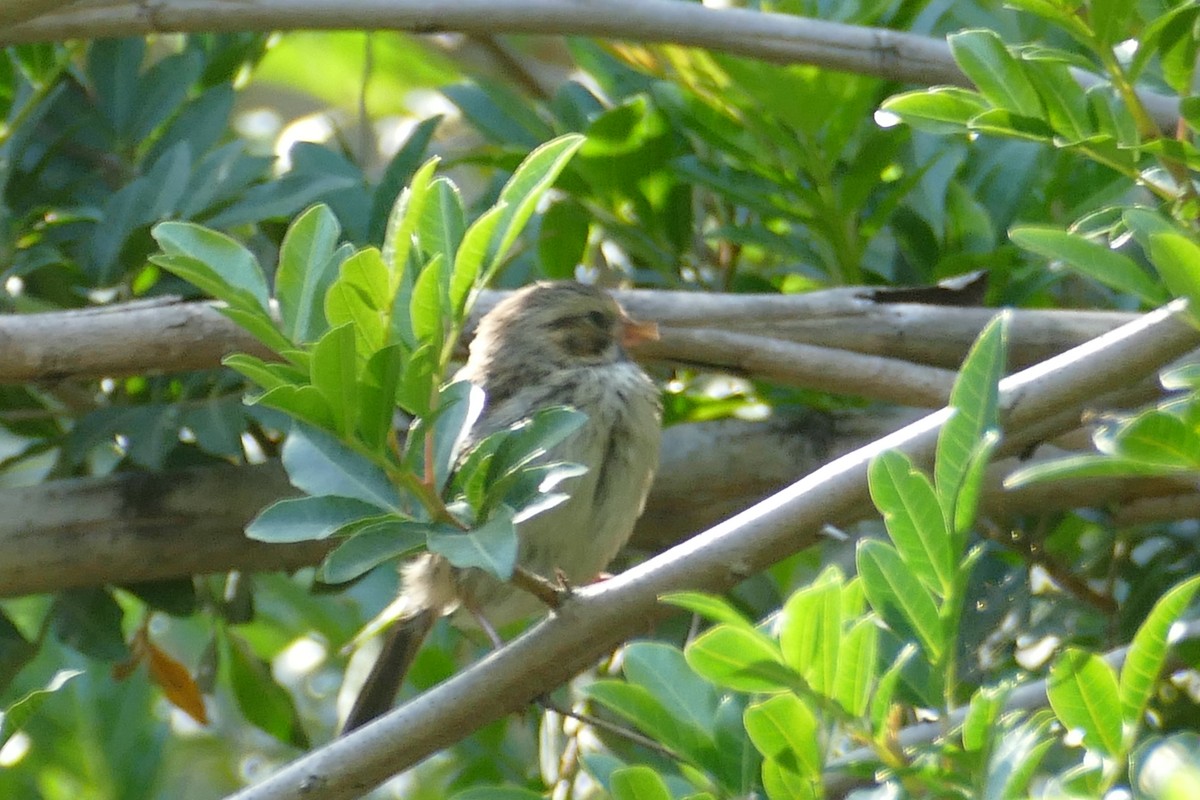 Clay-colored Sparrow - ML226698631