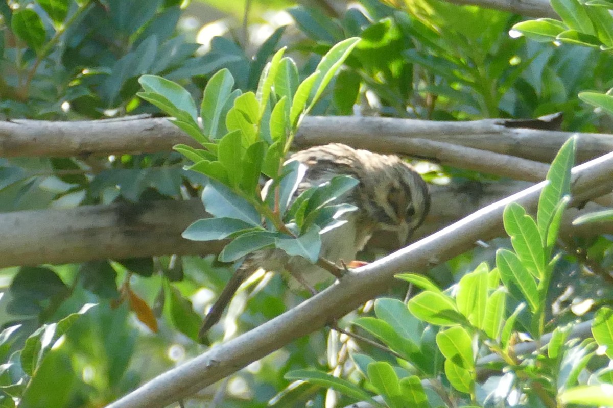 Clay-colored Sparrow - ML226698661