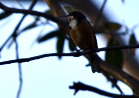 Eastern Spinebill - hemraj duraiswami