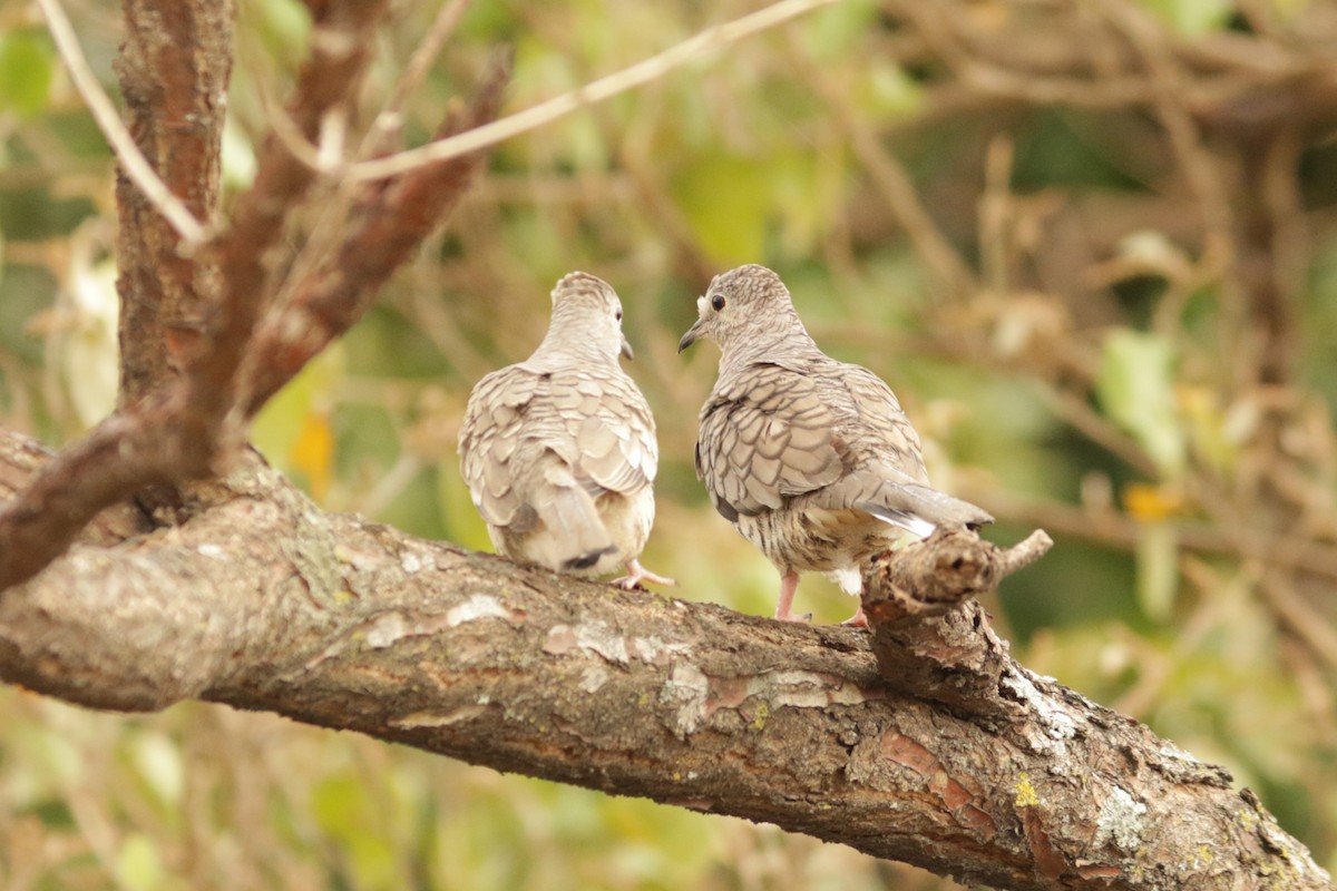 Inca Dove - David Garrigues