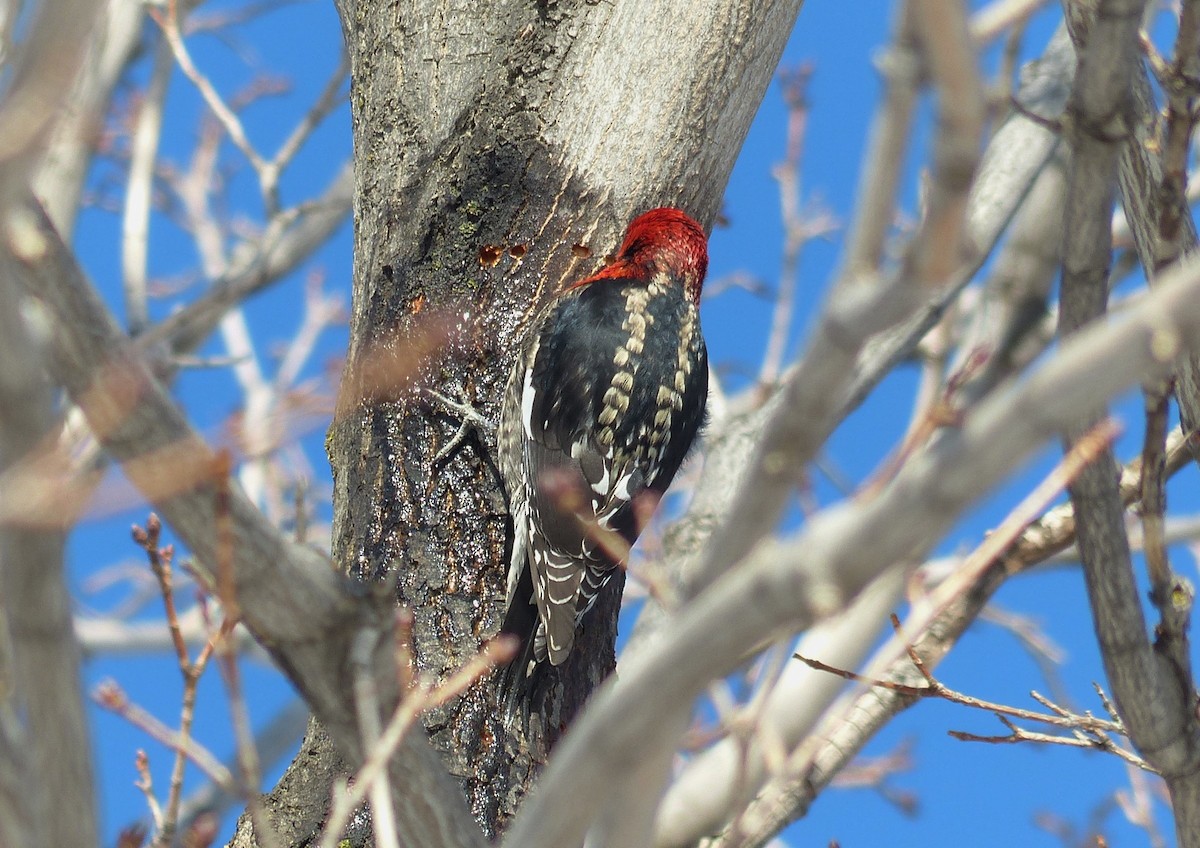 Red-breasted Sapsucker - ML22670431