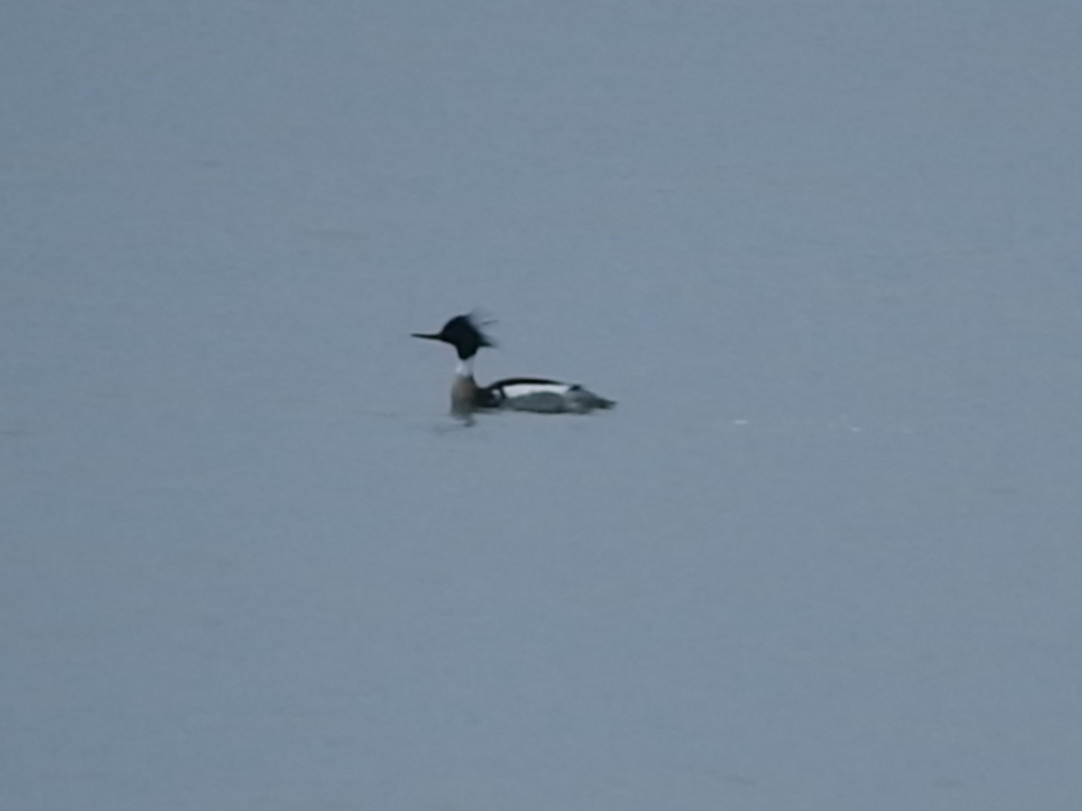 Red-breasted Merganser - ML226704401