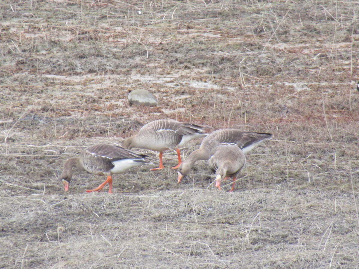 Манхин галуу - ML226706311