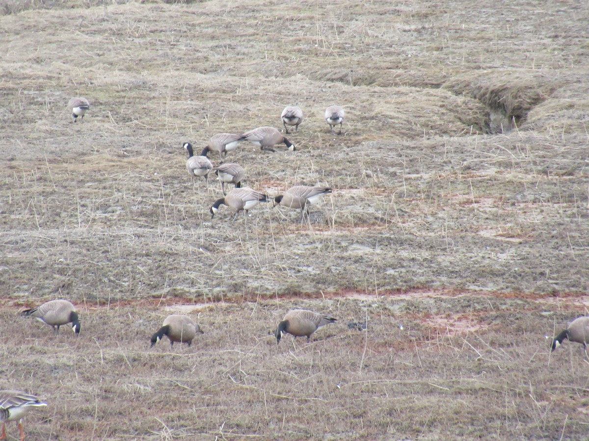 Харлаг галуу - ML226706331