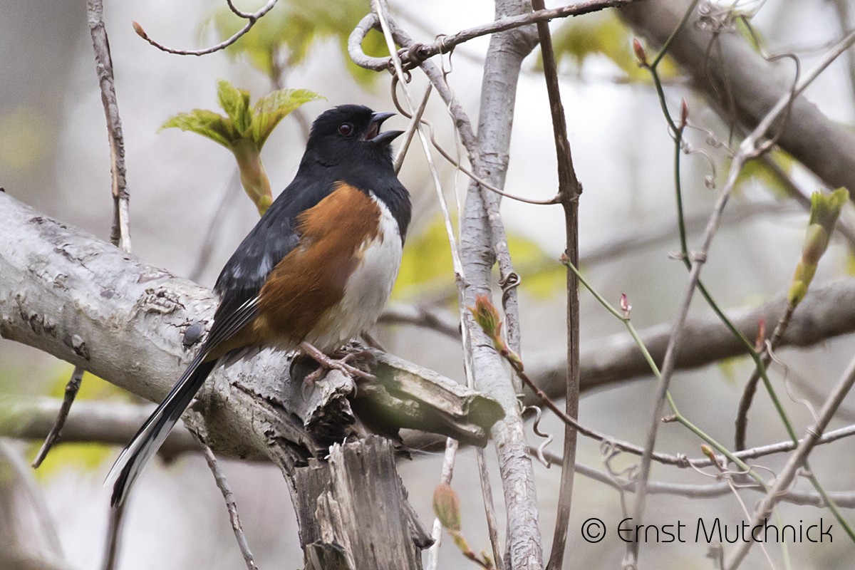 Eastern Towhee - ML226706991