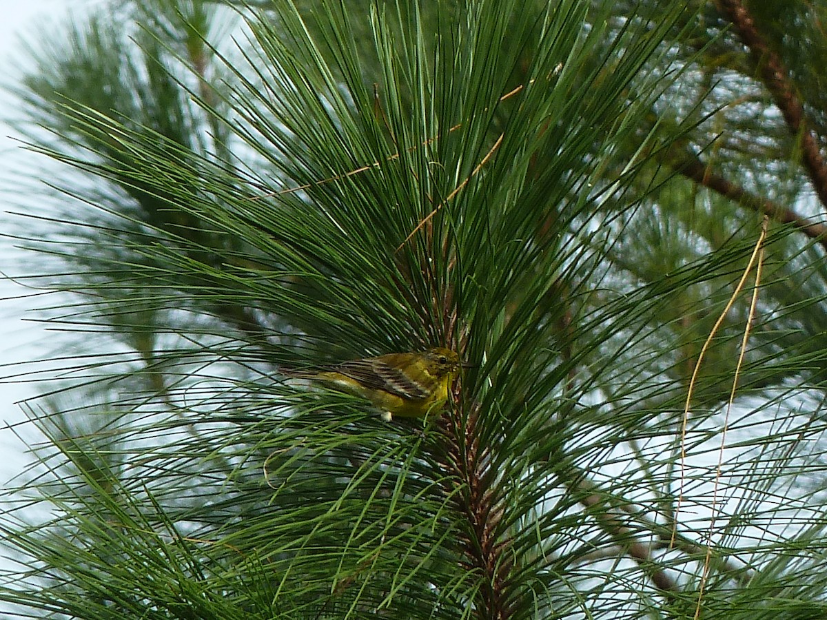 Paruline des pins - ML226707901