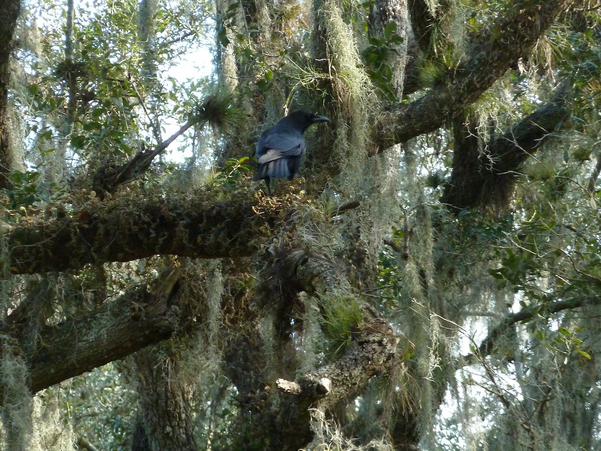 American Crow - ML226709371