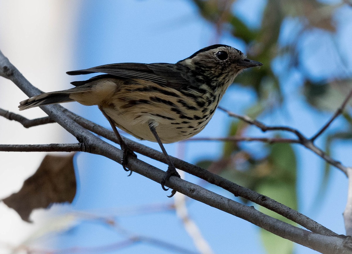 Speckled Warbler - Greg & Jeanette Licence