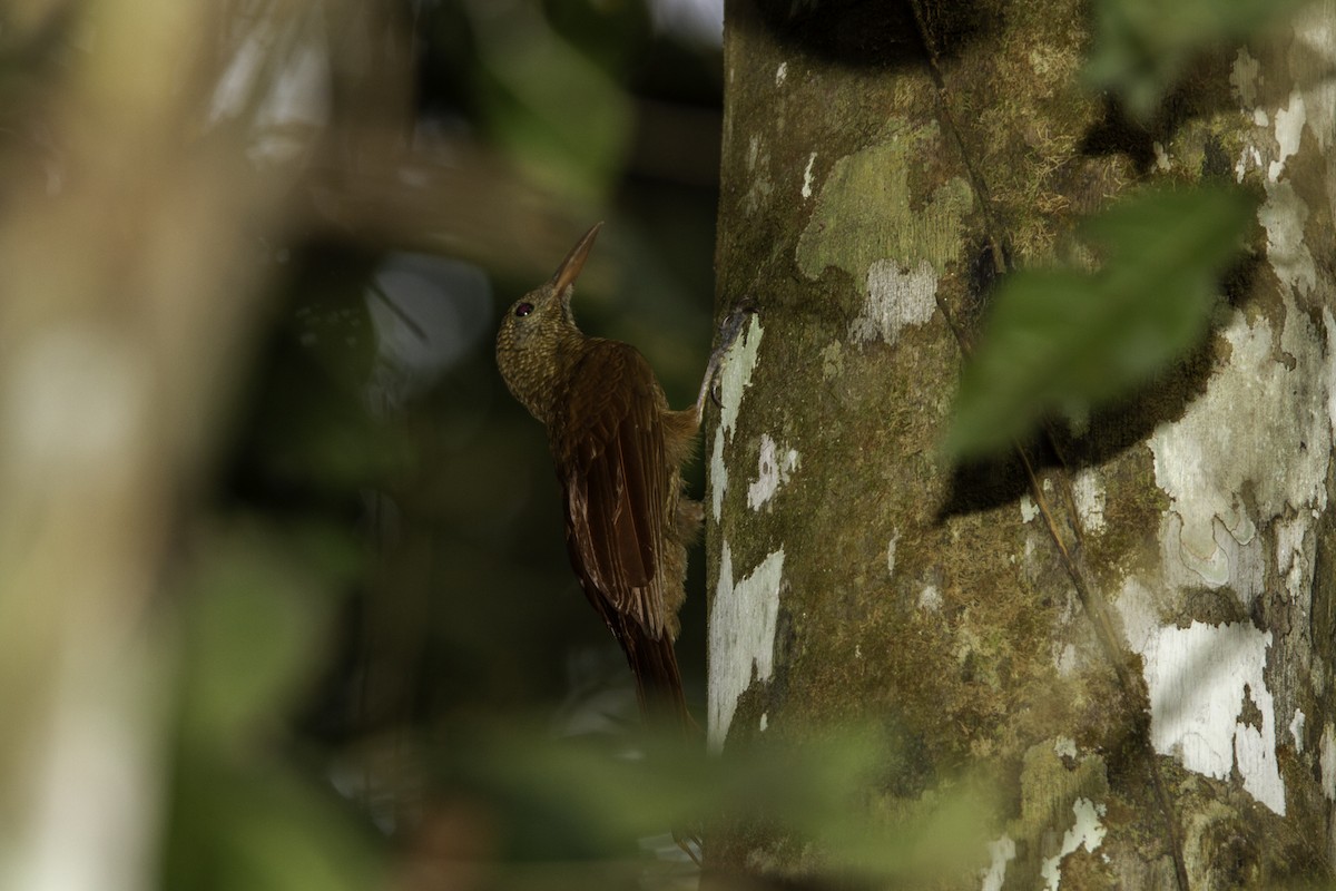 Amazonian Barred-Woodcreeper (Jurua) - ML226710511