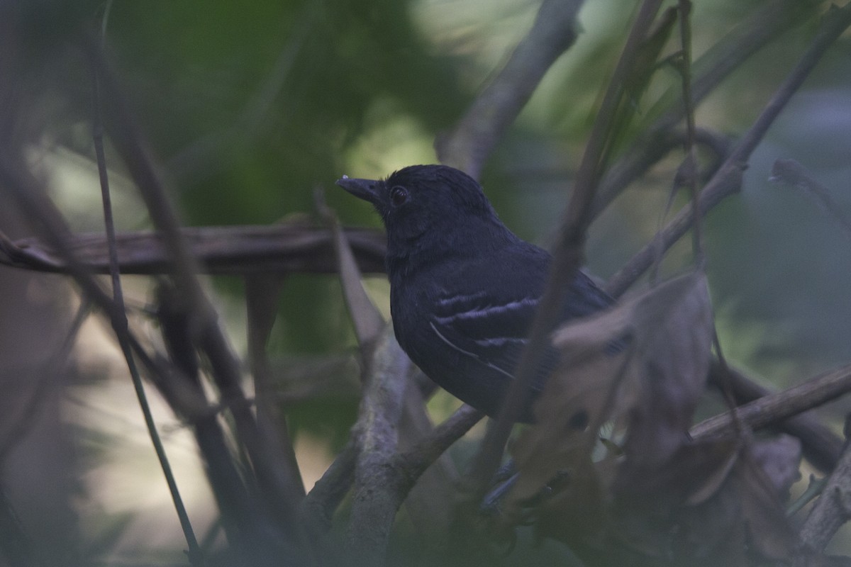 White-lined Antbird - ML226710831