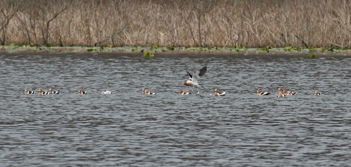 American Avocet - ML226711321