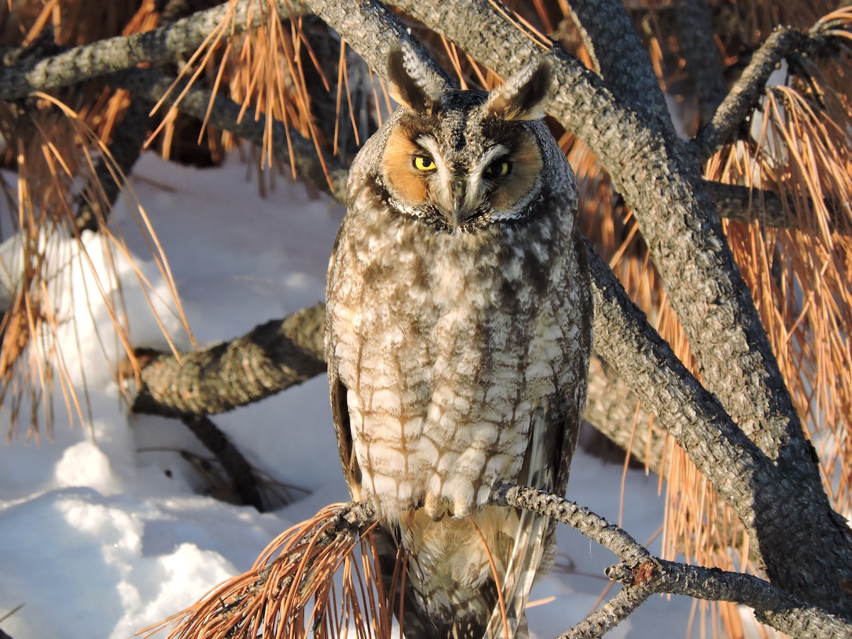 Long-eared Owl - The Lahaies