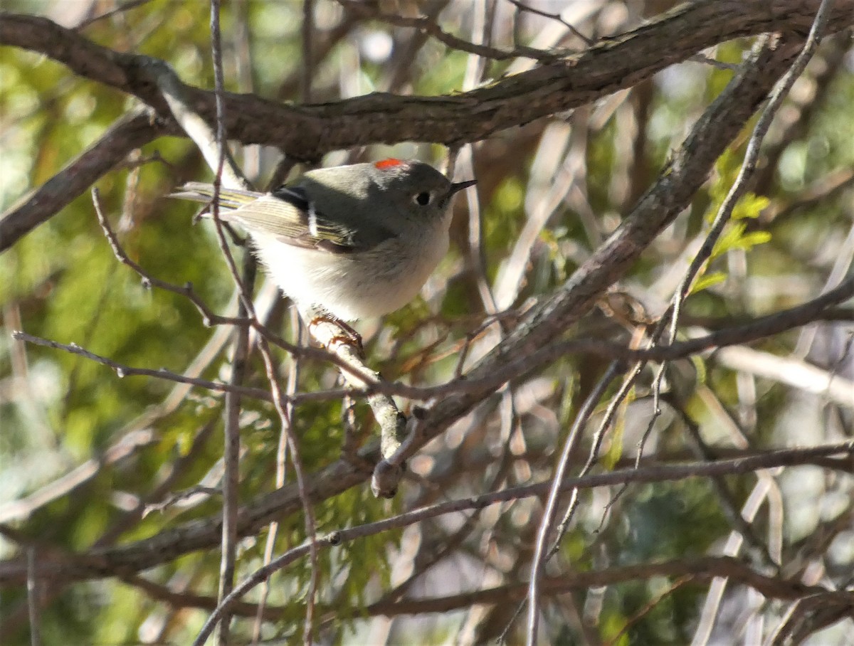 Ruby-crowned Kinglet - Lucie Roy27