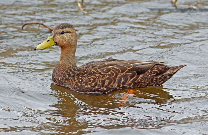 Mottled Duck (Gulf Coast) - Kris Petersen