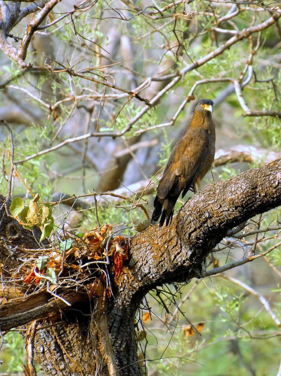 Crested Serpent-Eagle - ML226713931