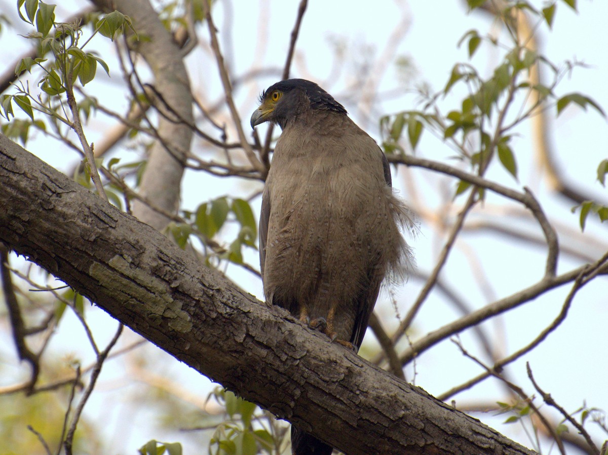 Crested Serpent-Eagle - ML226713941