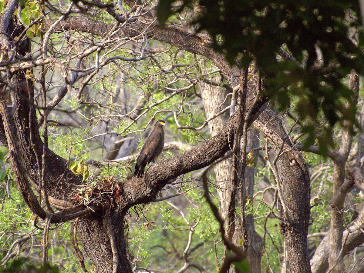 Crested Serpent-Eagle - ML226713961