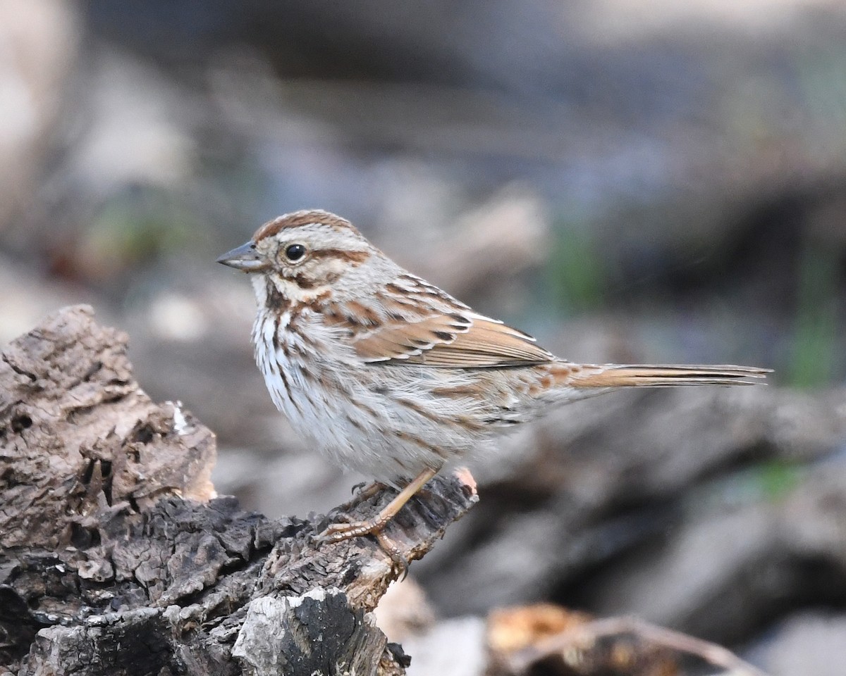 Song Sparrow - ML226716141