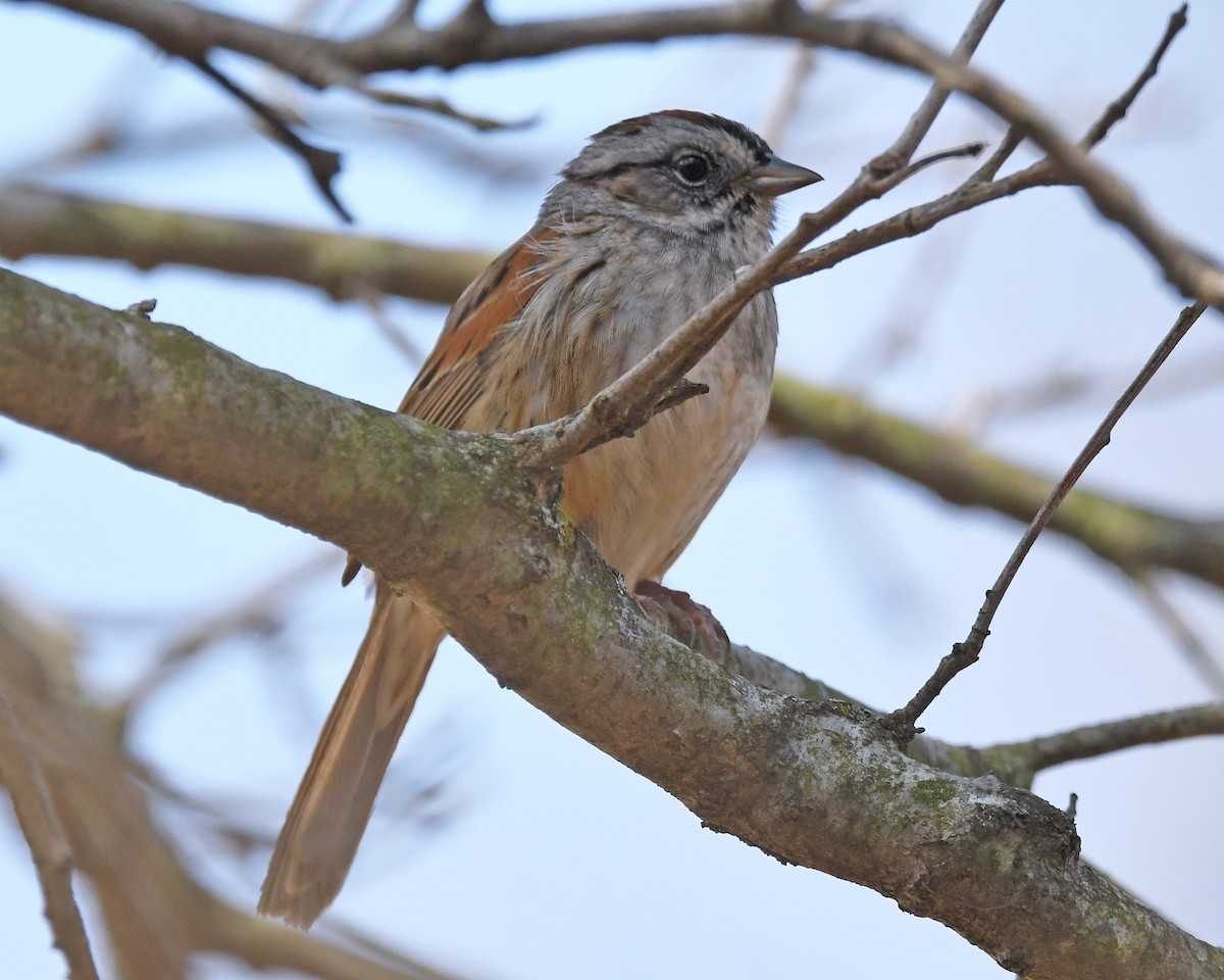 Swamp Sparrow - ML226716151