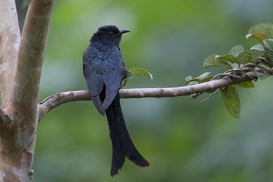 Fork-tailed Drongo-Cuckoo - Vinoba Anand