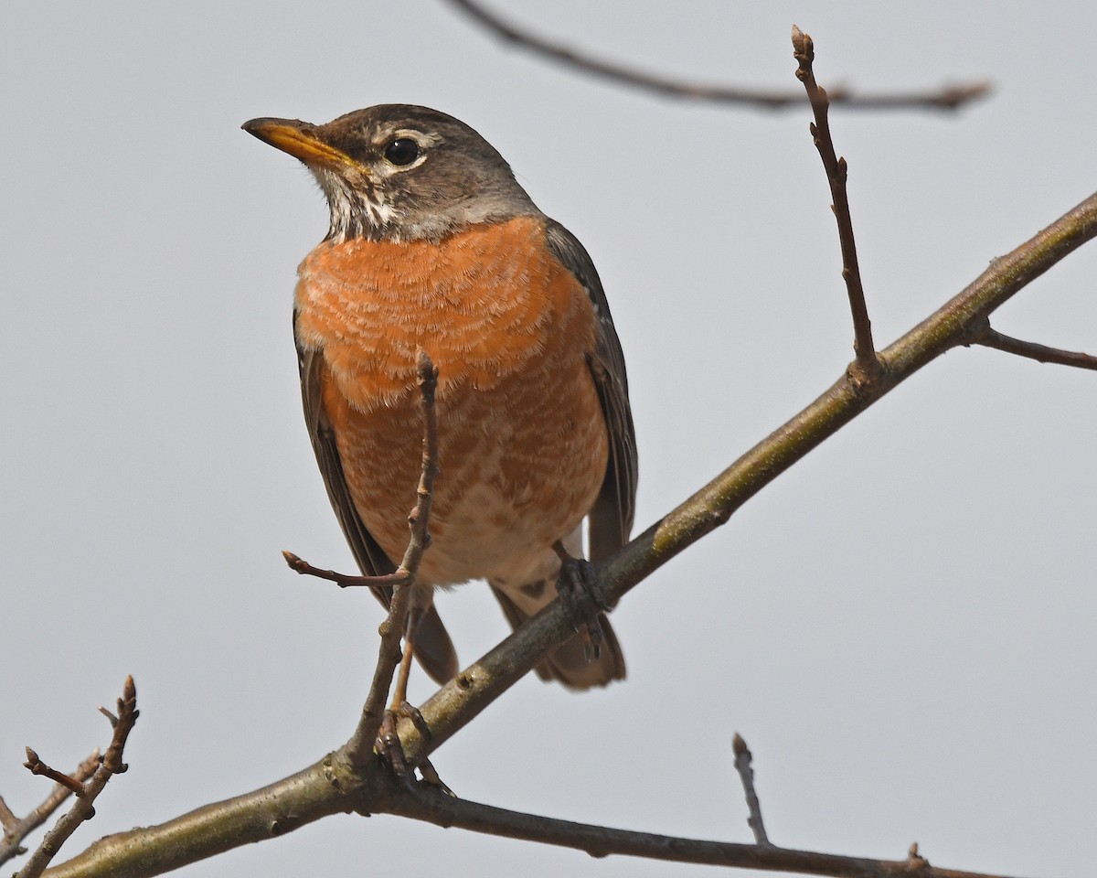 American Robin - ML226716211