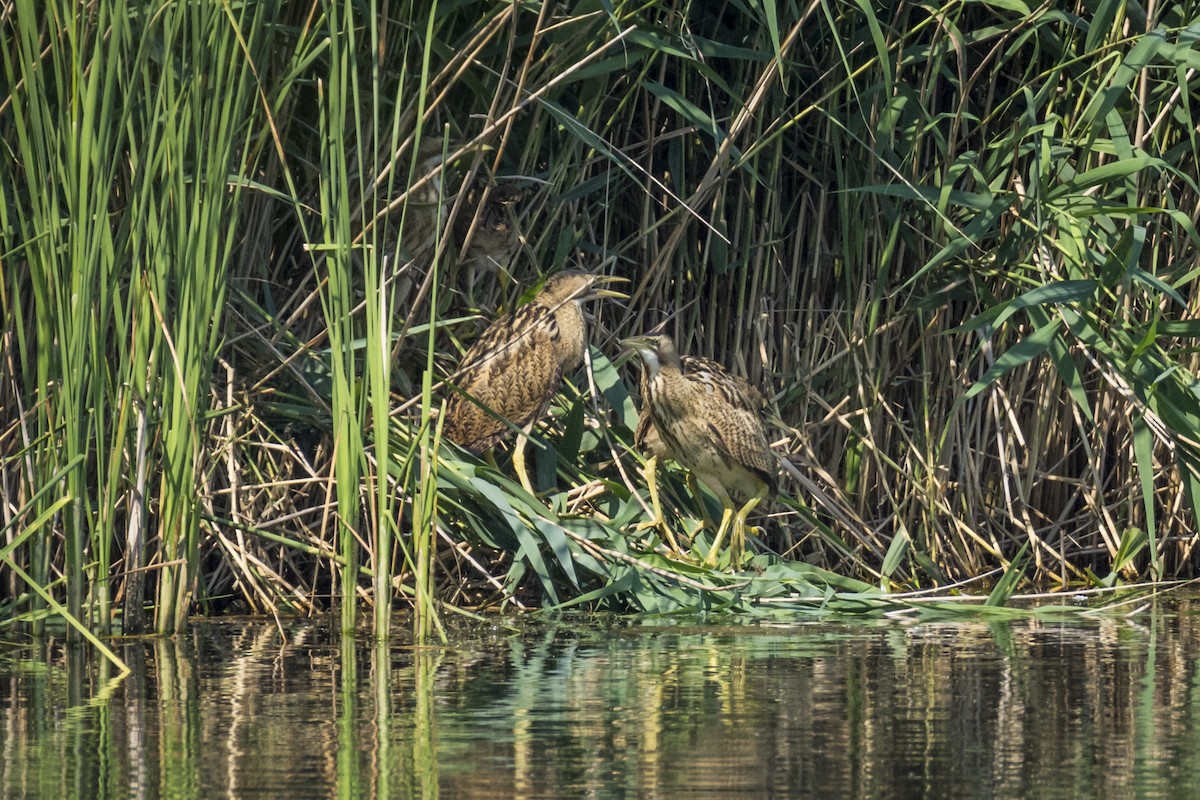 Great Bittern - ML226716221