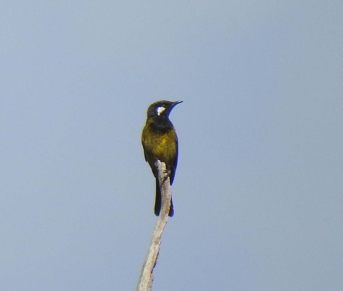 White-eared Honeyeater - ML226716401