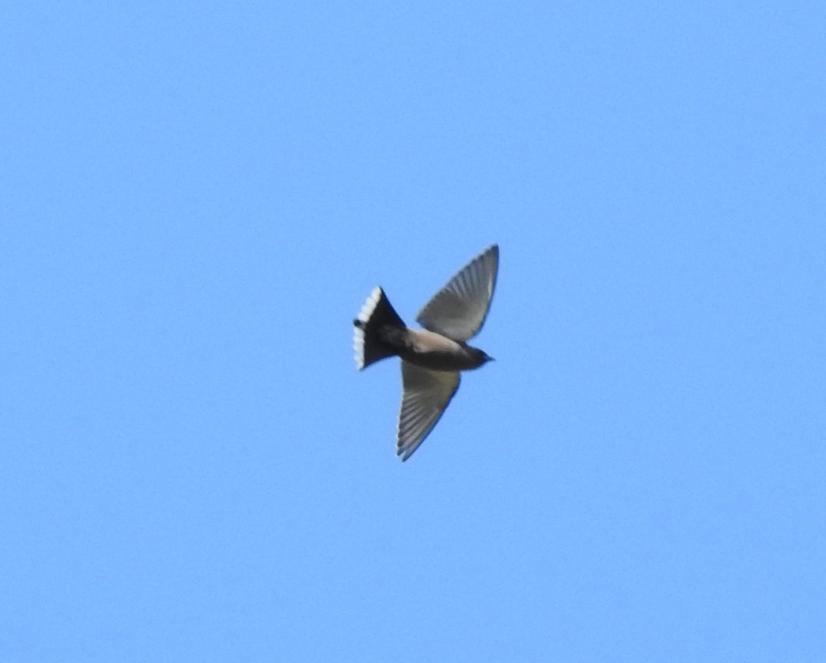 Dusky Woodswallow - ML226716421