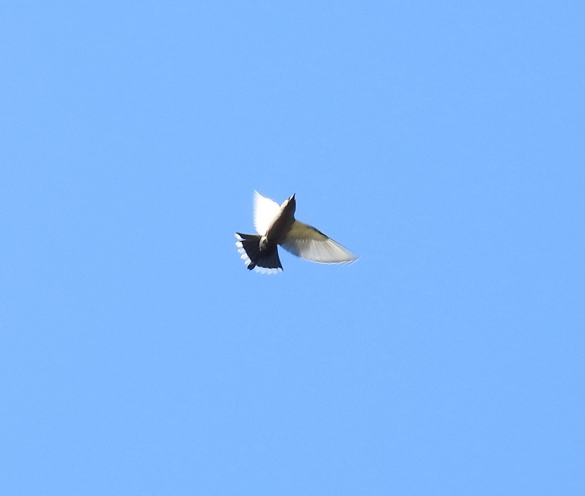 Dusky Woodswallow - Liam Manderson