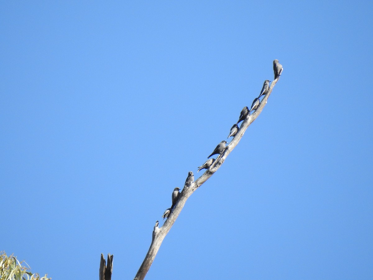 Dusky Woodswallow - ML226716451