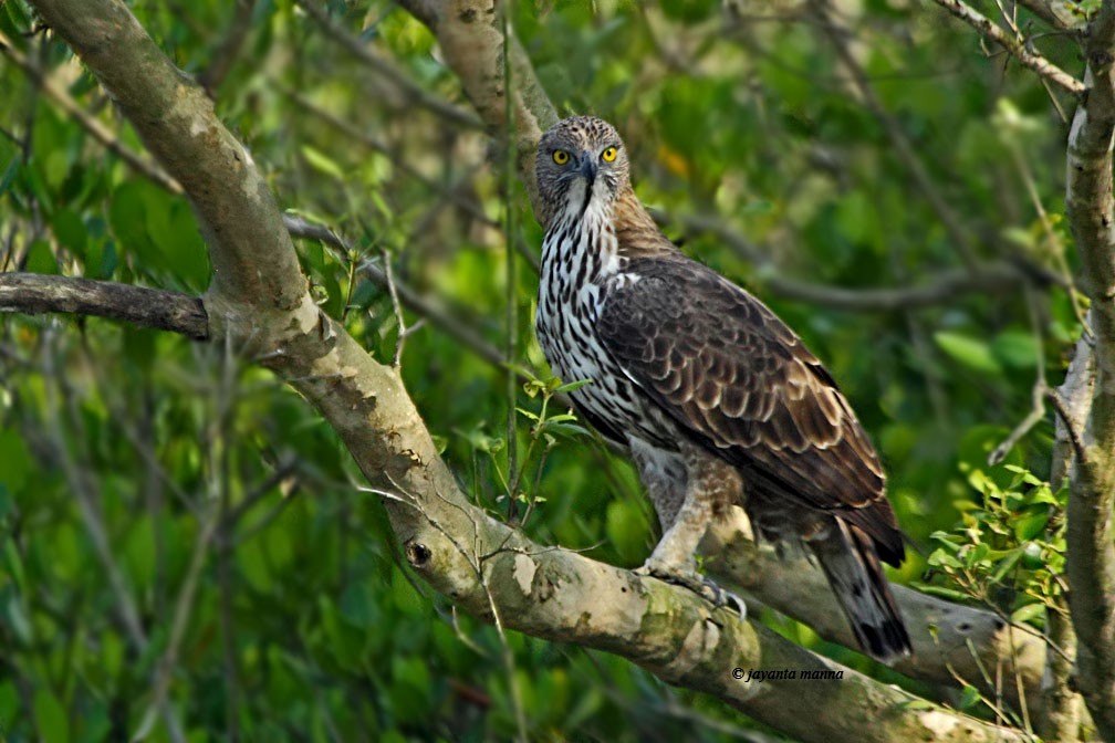 Águila Variable - ML226716931