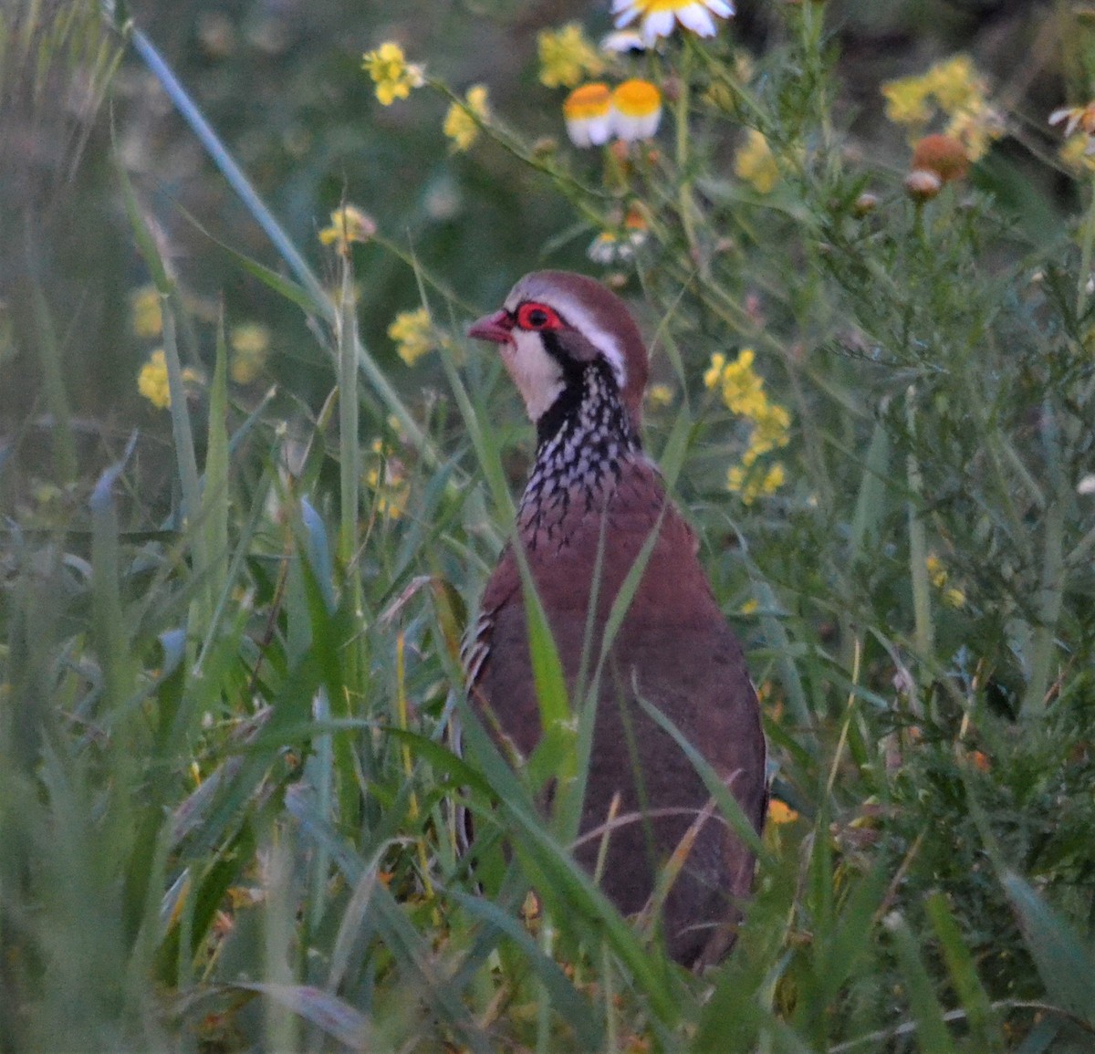 Red-legged Partridge - Antonio & Simone Telesca