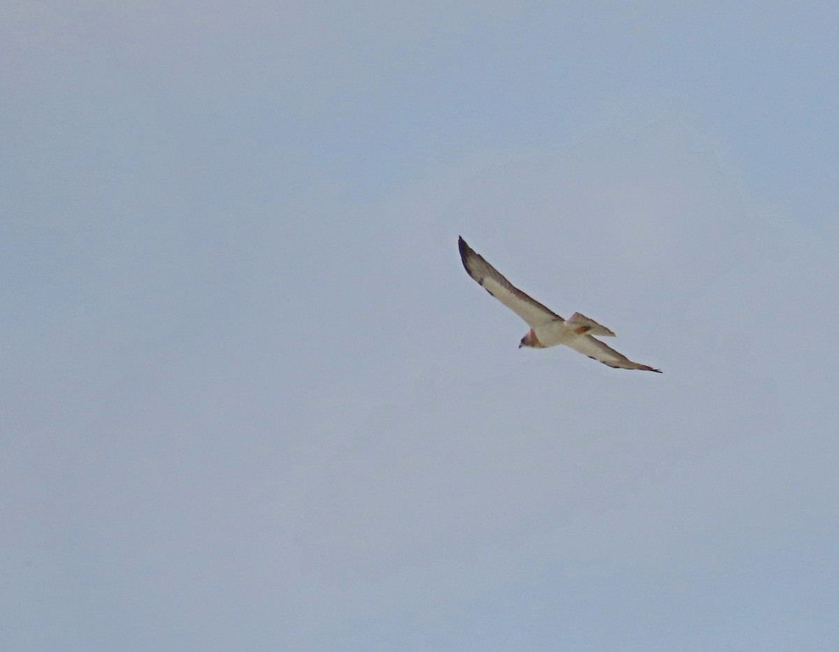 Swainson's Hawk - ML226717231