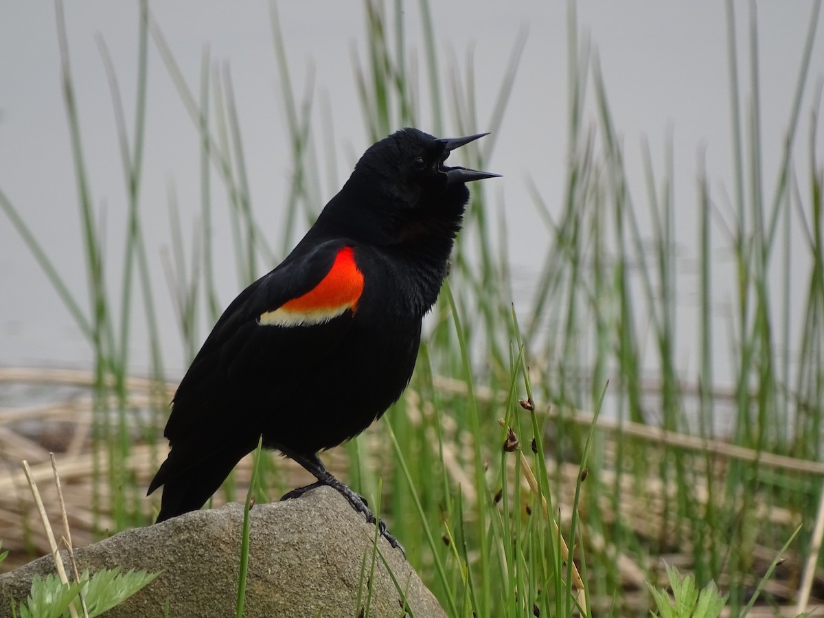 Red-winged Blackbird - Peter Littlewood