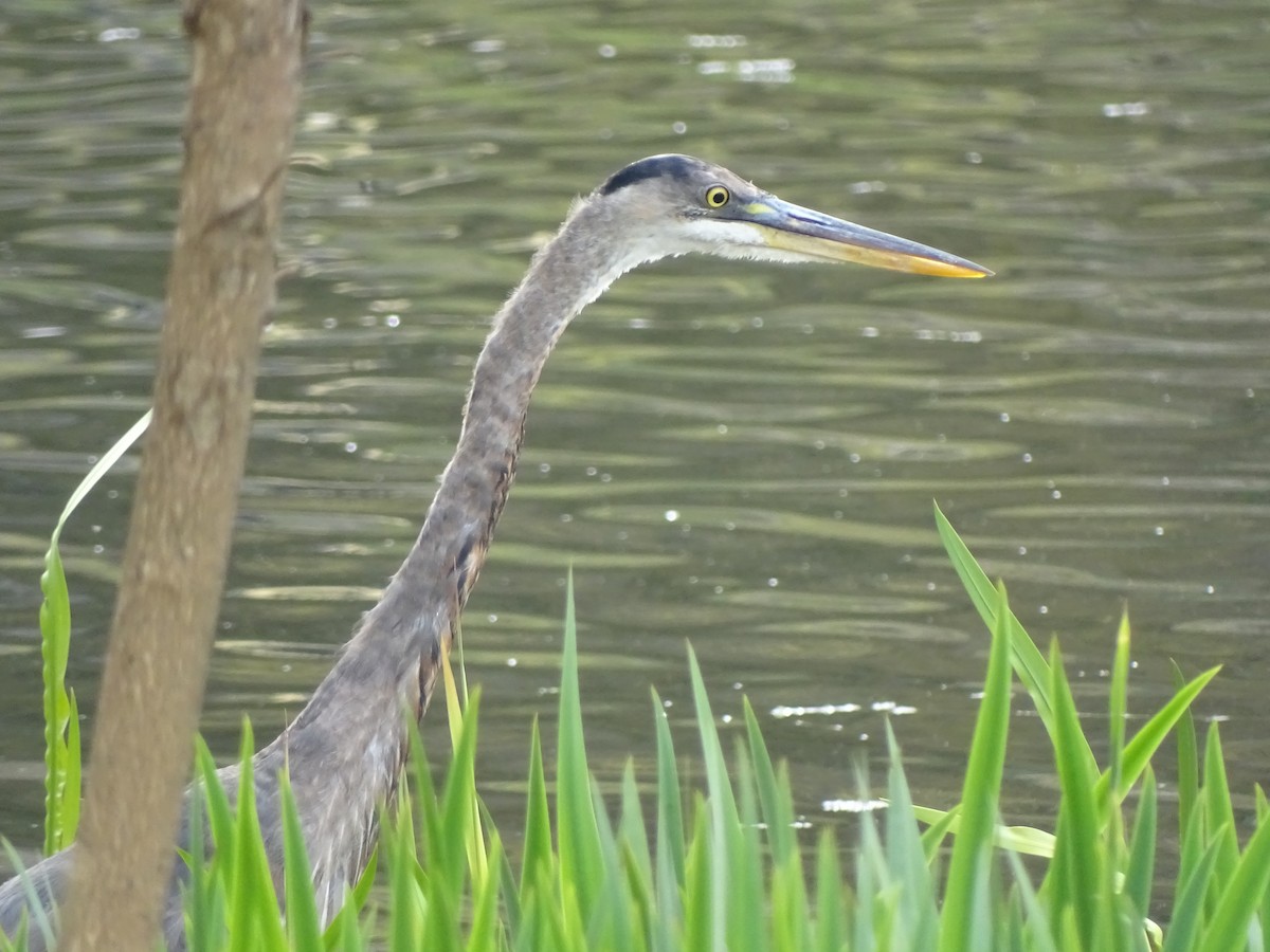 Great Blue Heron - Peter Littlewood