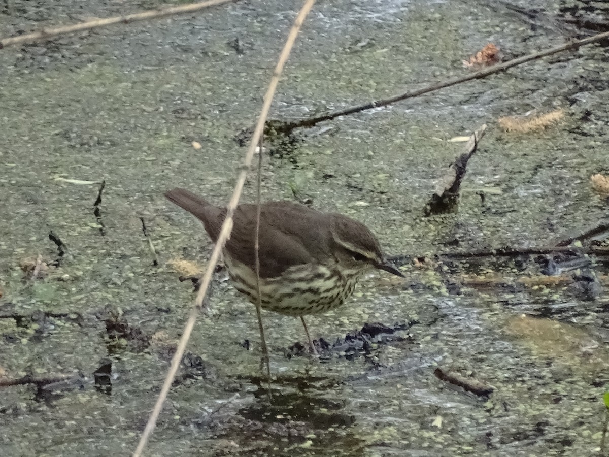 Northern Waterthrush - ML226721561