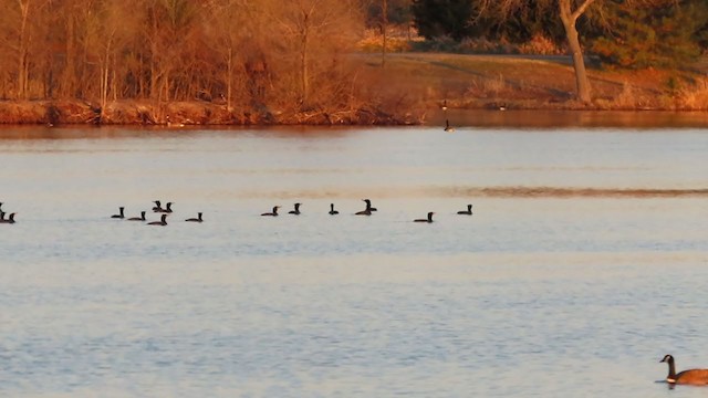 Double-crested Cormorant - ML226722161