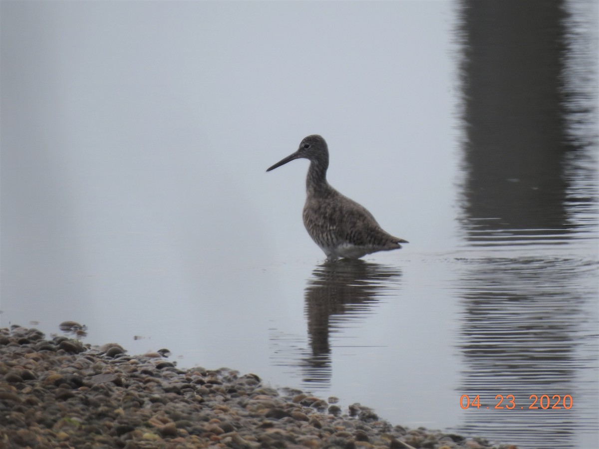 Willet - ML226722761
