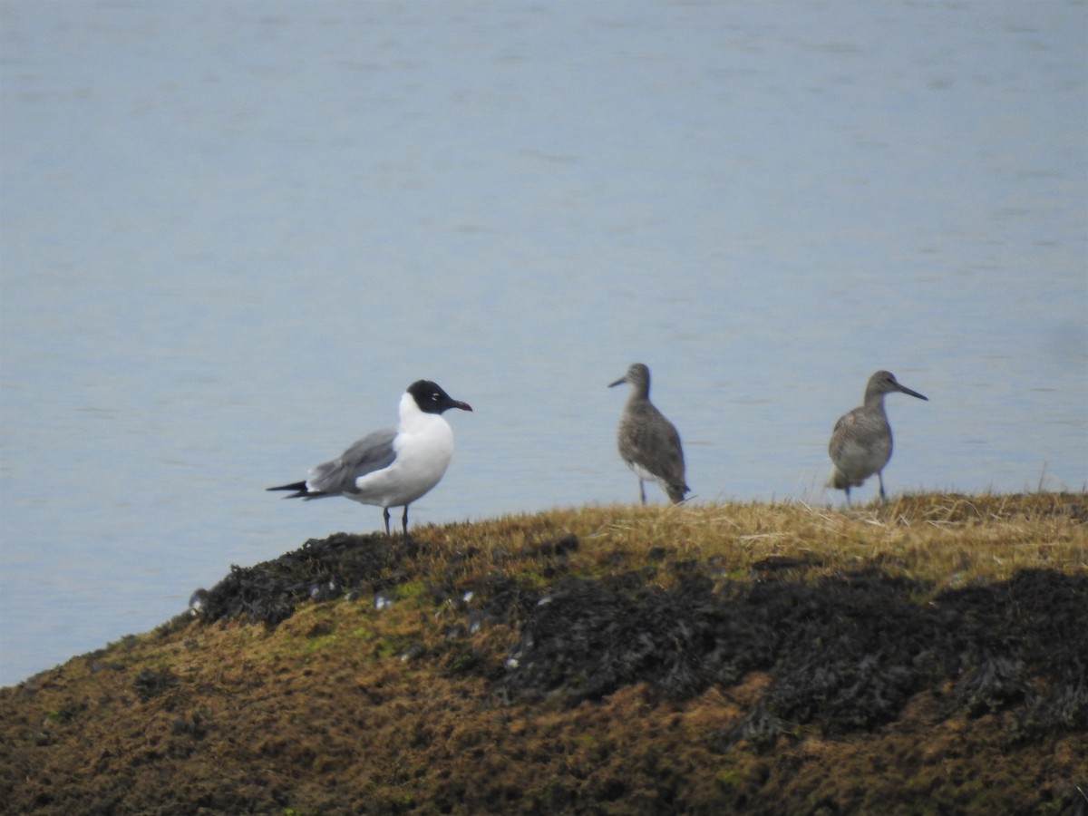 Willet - ML226722771