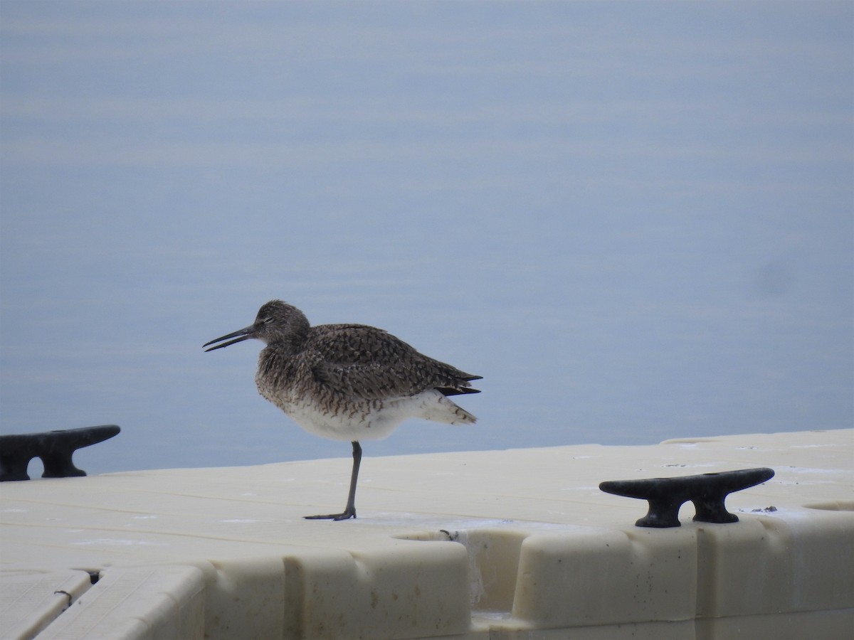 Willet - ML226722791