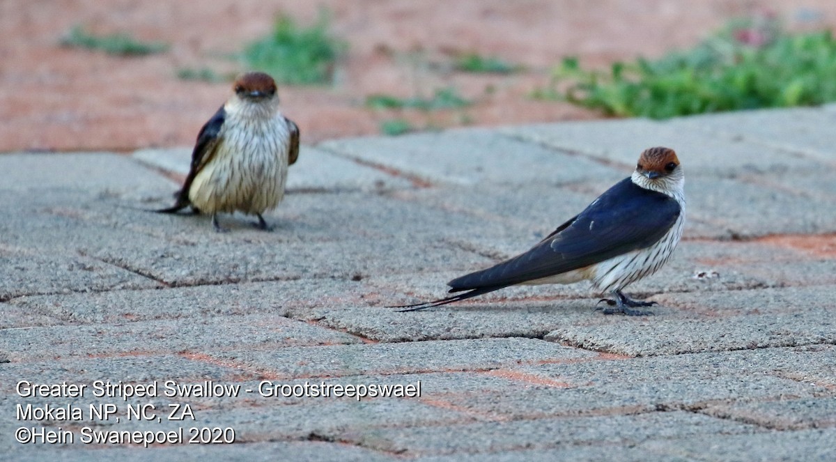 Greater Striped Swallow - ML226724791