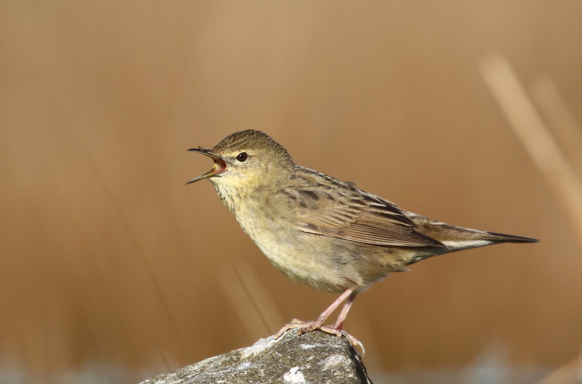 Common Grasshopper Warbler - ML226725081