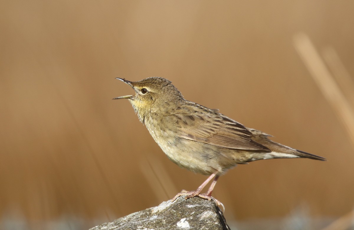 Common Grasshopper Warbler - ML226725231