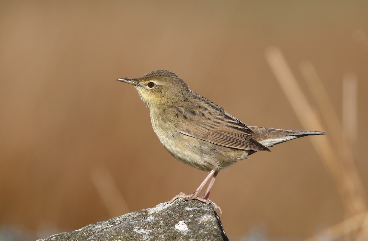 Common Grasshopper Warbler - ML226725271