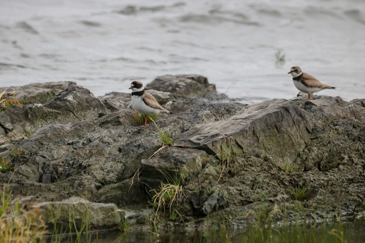 Semipalmated Plover - ML226725381