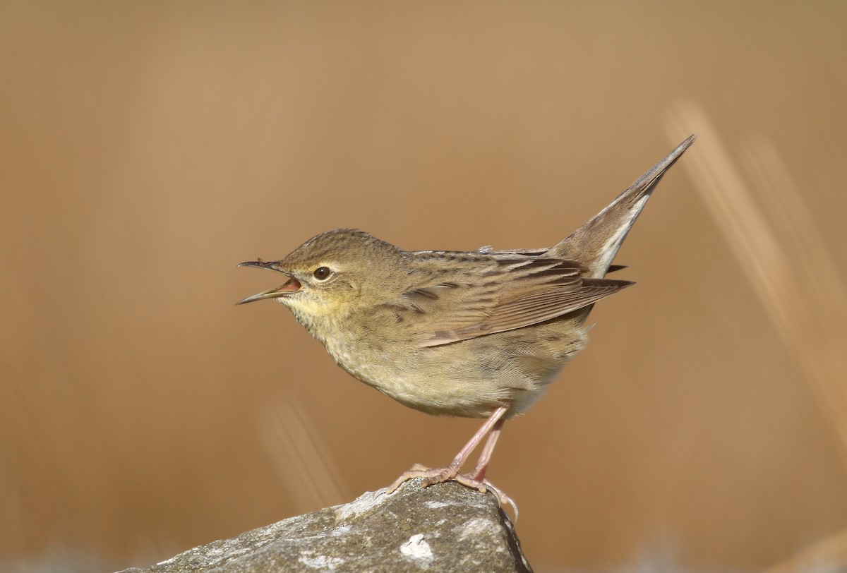 Common Grasshopper Warbler - ML226725401