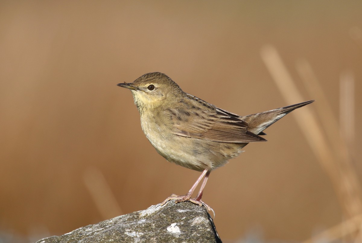 Common Grasshopper Warbler - Daniel Branch