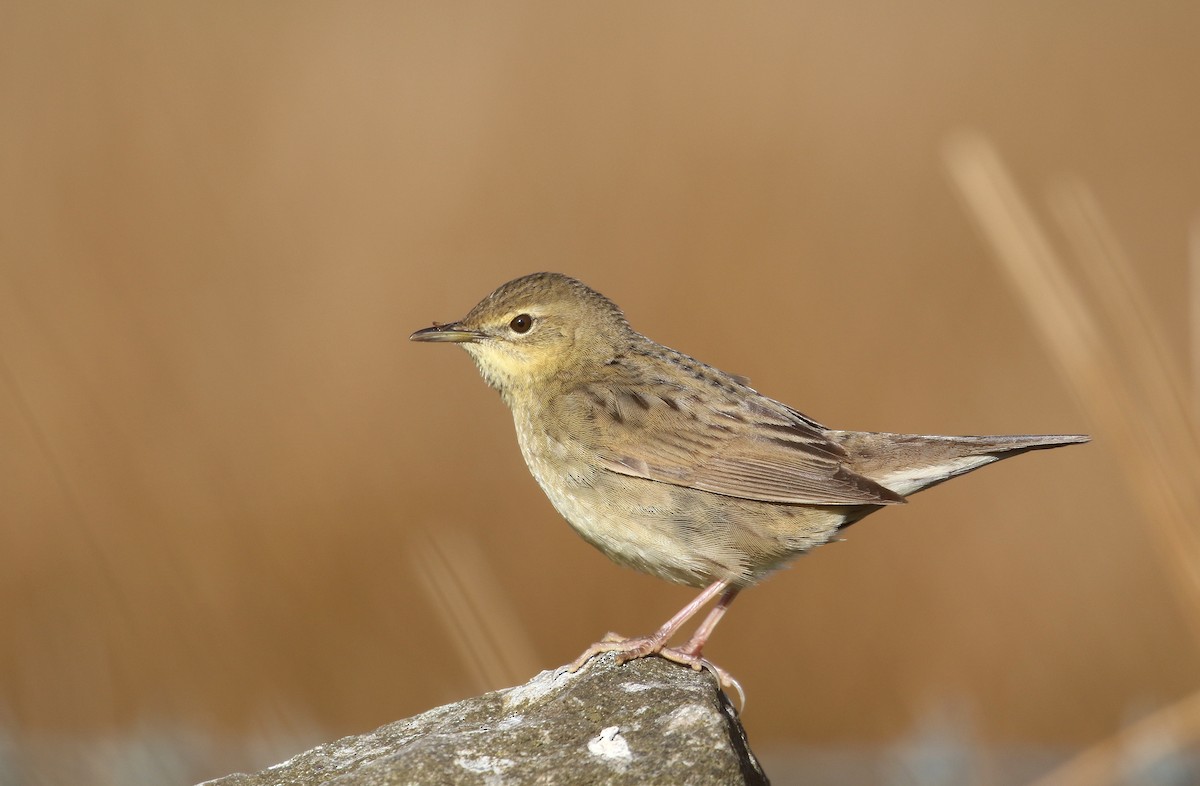 Common Grasshopper Warbler - ML226725671
