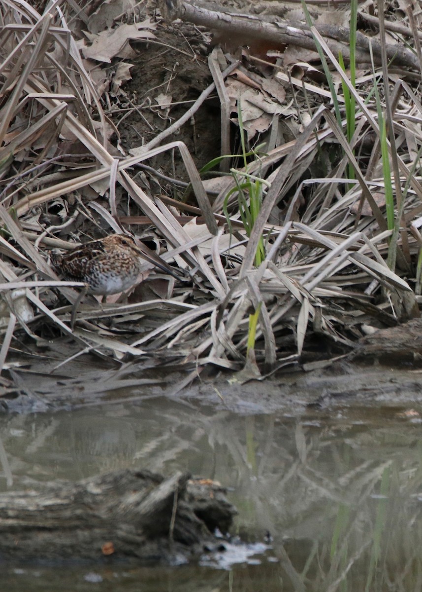 Wilson's Snipe - ML226727471